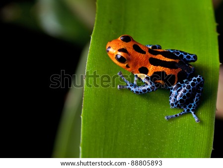red striped poison dart frog blue legs of amazon rain forest in Peru, poisonous animal of tropical rainforest, pet in terrarium
