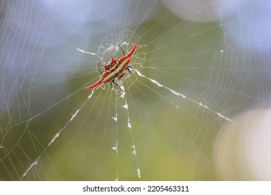 Red Striped Spider Sitting In The Middle Of Its Web Waiting For Prey