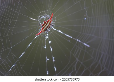 Red Striped Spider Sitting In The Middle Of Its Web Waiting For Prey