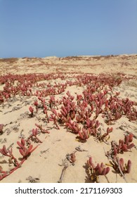 Red Succulent Grass Growing On The Sand On The Island Of Sal In Cape Verde.