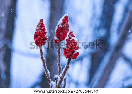 A red sumac tree in a wintery scene with snow. 