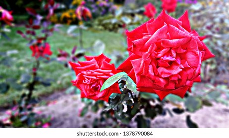 Red Summer Rose 