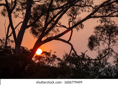 Red Sun Shining Through Gum Tree Silhouette Closeup