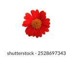  Red sunflower or Mexican sunflower  isolated on white background , with clipping path.