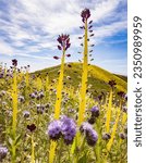 Red sunset clouds, above fields fiddleheads; Super bloom, Carrizo Plain; Thistles and fiddleheads, in a colorful canyon; Carrizo Plain superb loom; Phacelia, among desert candles; Carrizo Plain super