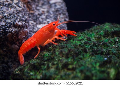 Red swamp crawfish (Procambarus clarkii), also known as the Louisiana crawfish.