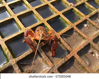Red swamp crawfish, Procambarus clarkii - Shutterstock ID 573301048