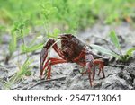 Red swamp crayfish in its natural habitat surrounded by green vegetation. This invasive species, scientifically known as Procambarus clarkii, highlights biodiversity and environmental challenges.