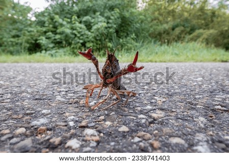 A red swamp crayfish on land in Rotterdam, the Netherlands,  being an invasive species