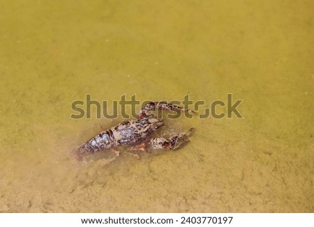 Red Swamp Crayfish (Procambarus clarkii), invasive species from North America, at the edge of a flooded rice field, environs of the Ebro Delta Nature Reserve, Tarragona province, Catalonia, Spain