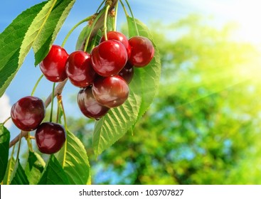 Red and sweet cherries on a branch just before harvest in early summer