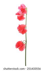 Red sweet pea isolated on white background