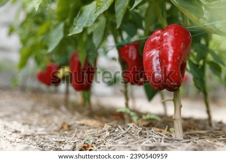Red sweet pepper in the garden