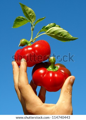 Similar – Tomatenernte, Mann mit frischen Tomaten