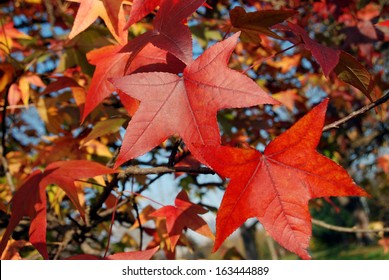 Red Sweetgum Leaves On The Tree In Autumn