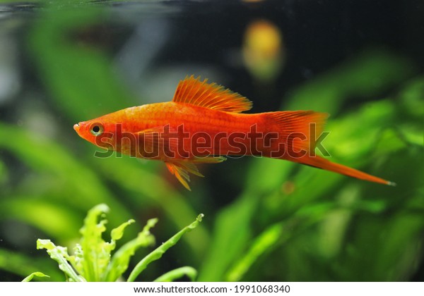 Red\
swordtail is swimming in aquatic plants tank. green swordtail\
(Xiphophorus hellerii) is one of the most popular freshwater\
aquarium fish species. it is a livebearer\
fish.