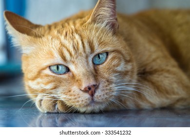 Red Tabby Cat Close Ginger Domestic Stock Photo 333541232 | Shutterstock