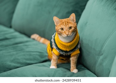 red tabby cat in a knitted yellow sweater - Powered by Shutterstock