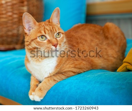 A red tabby cat is sitting on a blue sofa. Pets, cats. Care and pet food.