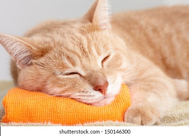 Red tabby cat sleeping isolated on white background.