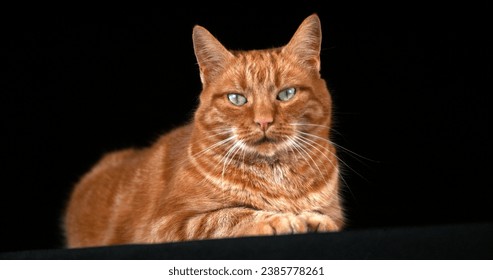 Red Tabby Domestic Cat, Adult Laying against Black Background