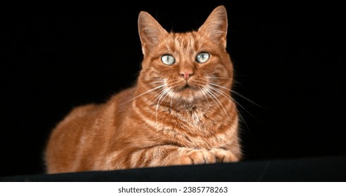 Red Tabby Domestic Cat, Adult Laying against Black Background