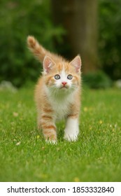 Red tabby kitten is walking in the grass