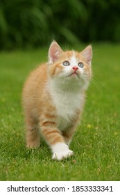 Red tabby kitten is walking in the grass