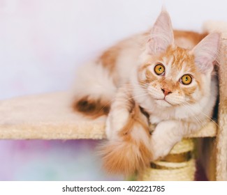 The Maine Coon Images Stock Photos Vectors Shutterstock