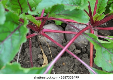 Red table beet grows in open organic soil