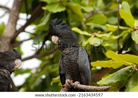 red tail black cockatoo at Townsville