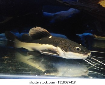 541 Red Tailed Catfish Images, Stock Photos & Vectors | Shutterstock