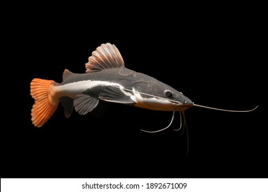 Red Tail Catfish isolated on black background