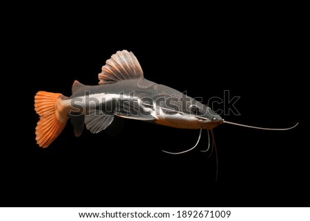 Red Tail Catfish isolated on black background