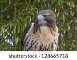 Red Tail Hawk