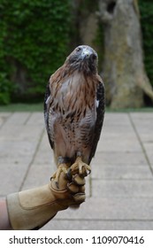 Red tail hawk