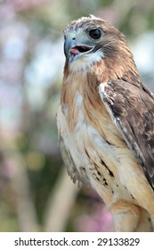 Red tail hawk