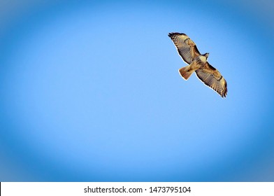 Red Tail Hawk Against A Blue Sky