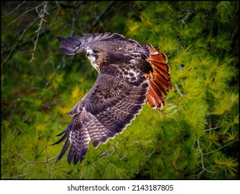 Red tail hawk in flight