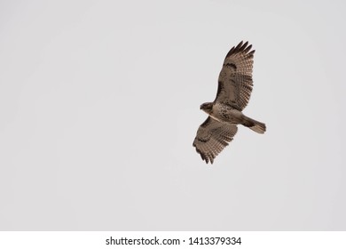 Red Tail Hawk mid flight