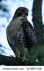 Red Tail Hawk perched in tree