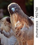 Red Tail Hawk Portrait