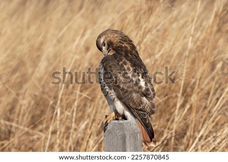 Red tail hawk preens while perched on fence post in field