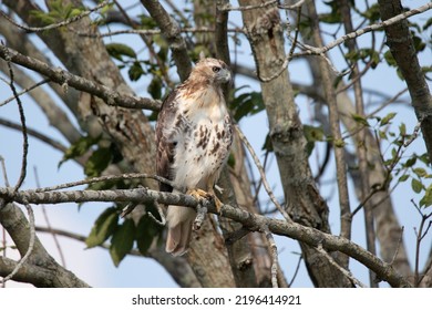 Red tail hawk at Shawangunk  Grasslands National Wildlife Refuge - Shutterstock ID 2196414921