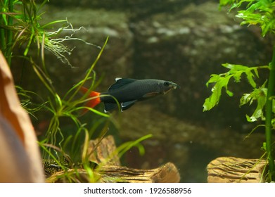 Red tail shark fish in a beautiful aquarium - Shutterstock ID 1926588956