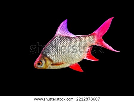 Red tail tinfoil barb (Barbonymus altus, Barbodes altus) on isolated black background. It is freshwater ornamental fish ,Family Cyprinidae. 