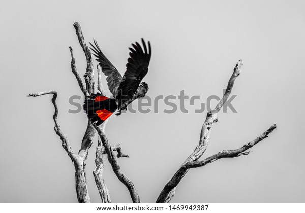 Red tailed Black Cockatoo calyphtorhynchus Baksii in Avon Valley National Park black white and red