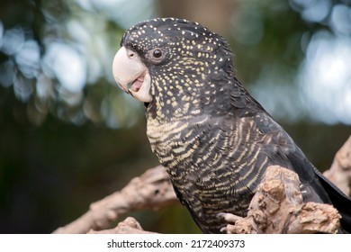 The Red Tailed Black Cockatoo Has A Black Body With Yellow Marking And Some Red In Its Tail