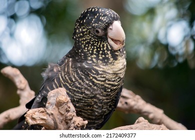 The Red Tailed Black Cockatoo Has A Black Body With Yellow Marking And Some Red In Its Tail