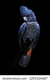 Red tailed black cockatoo isolated on black background in very high detail - Shutterstock ID 2292324687